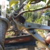 kim-cap-xeo-trang-bonsai-mstwa - ảnh nhỏ 3