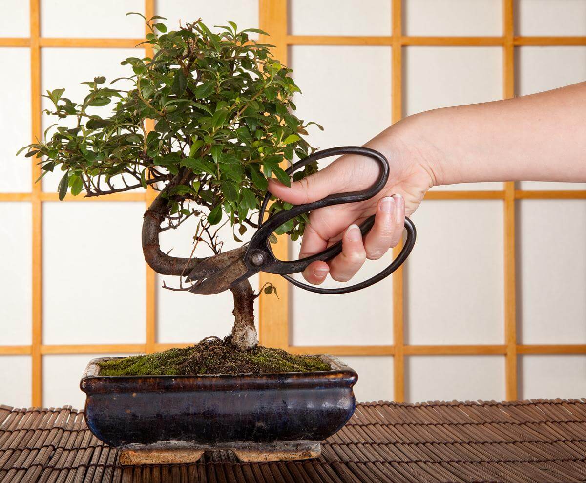 cach-tao-the-cay-bonsai_4