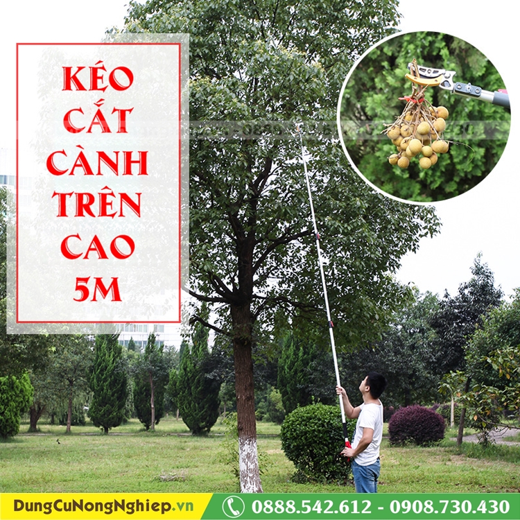 keo_cat_canh_tren_cao_5m_tay_bop_062_dungcunongnghiep.vn