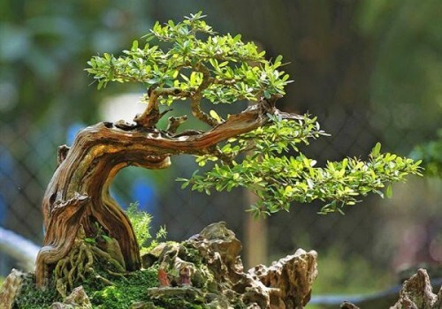 cach-tao-the-cay-bonsai_1