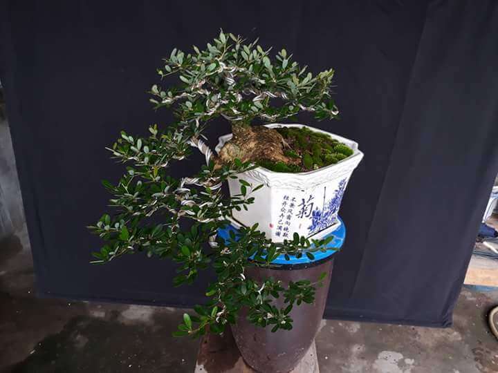 cach-tao-the-cay-bonsai_10