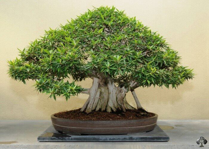cach-tao-the-cay-bonsai_11