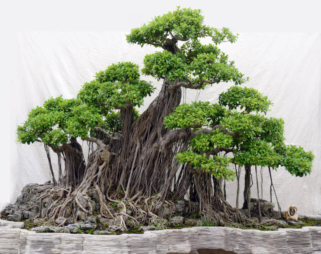 cach-tao-the-cay-bonsai_12