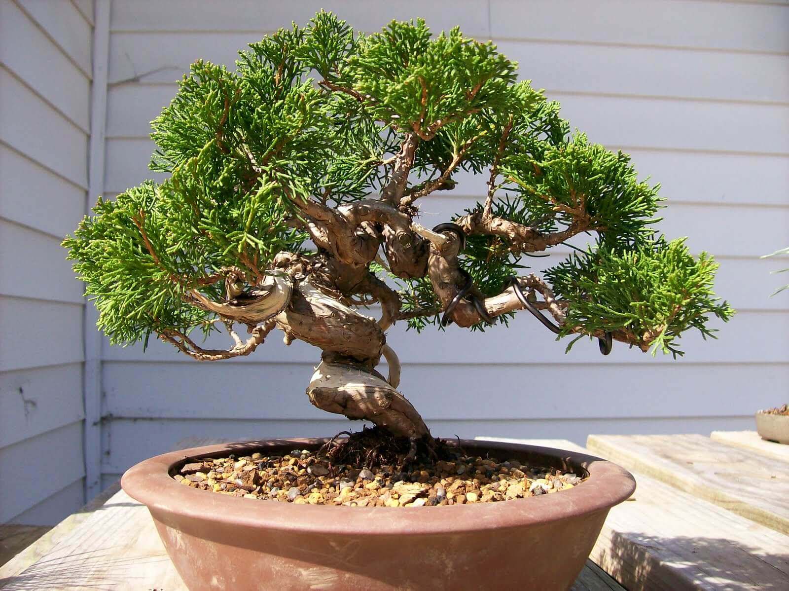cach-tao-the-cay-bonsai_13