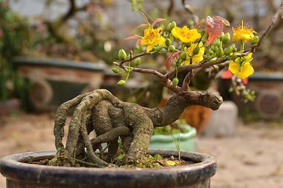 cach-tao-the-cay-bonsai_15