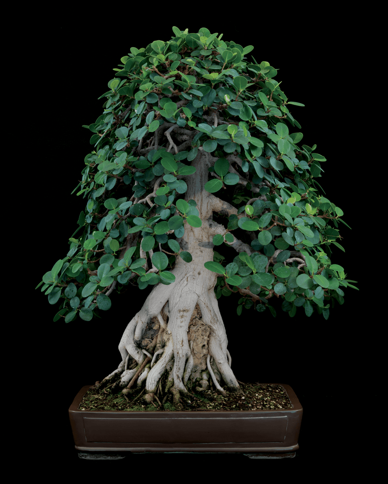 cach-tao-the-cay-bonsai_2