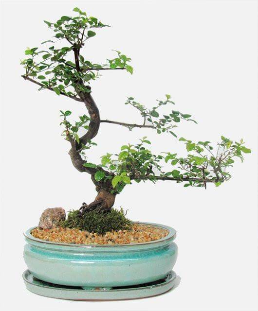 cach-tao-the-cay-bonsai_3.