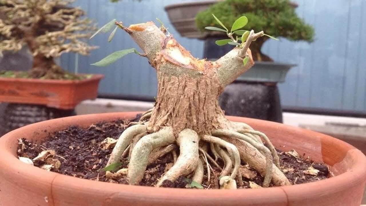 cach-tao-the-cay-bonsai_5