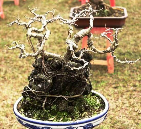 cach-tao-the-cay-bonsai_6