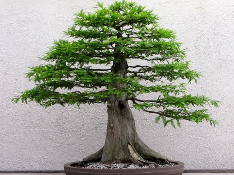 cach-tao-the-cay-bonsai_7