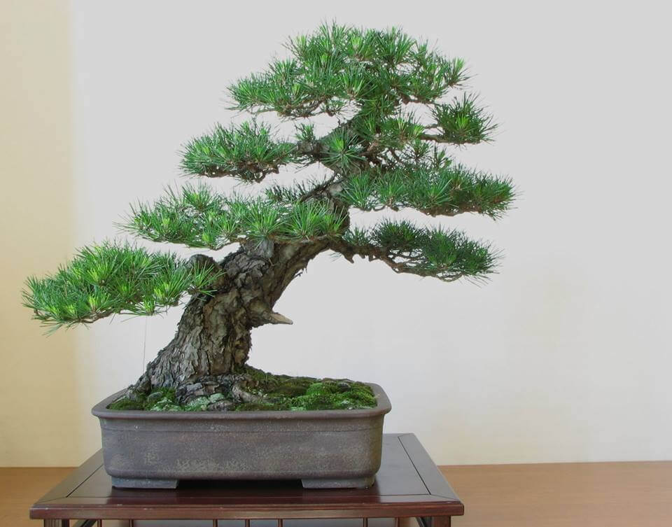cach-tao-the-cay-bonsai_8