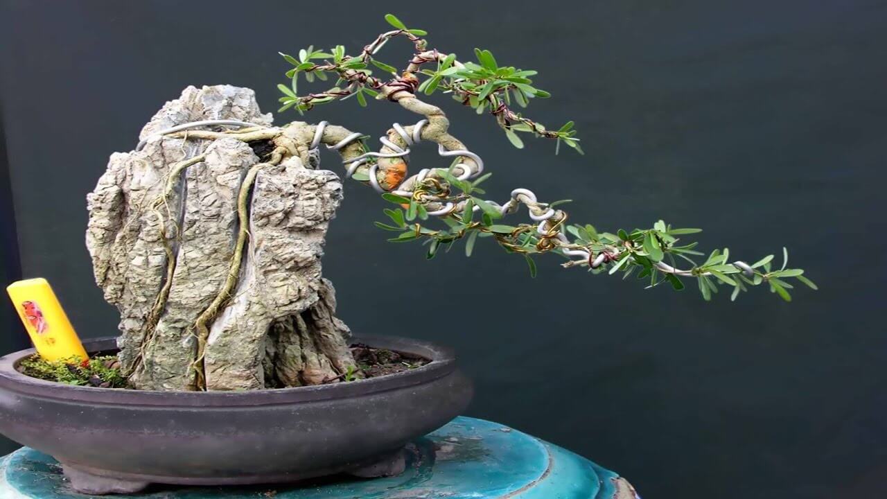 cach-tao-the-cay-bonsai_9