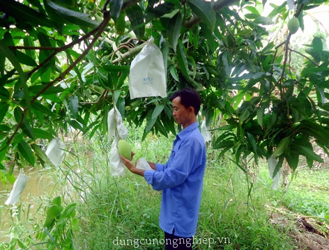 Nông dân dùng túi bao trái Đài Loan để bao trái xoài Hòa Lộc